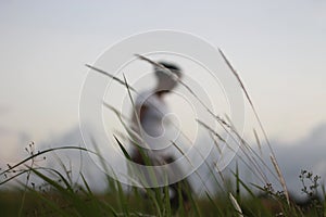 Blurry young woman walking behind the wild grass flower on  evening blue sky background.