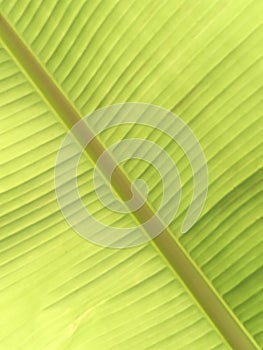 Blurs, diagonal abstract background, flowing shades of yellow-green, parallel stripes on both sides of the diagonal, banana leaf