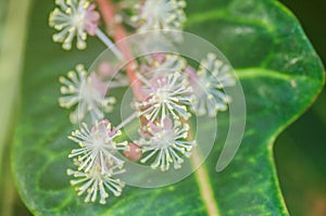 A blury macro shot of the flower buds of a flowering ivy plant