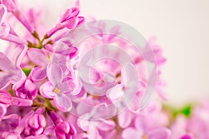 Blury pink lilac  flowers photo