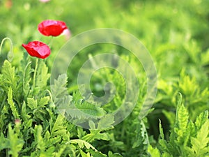 Blury red poppy with green leaf photo