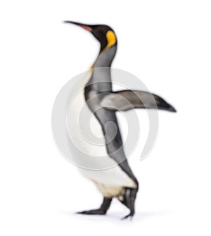 Blury walking King penguin, isolated photo