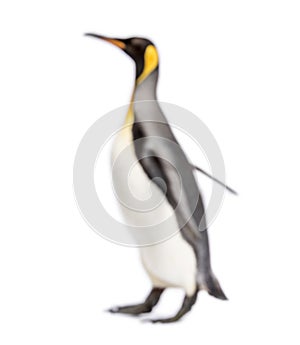 Blury walking King penguin photo