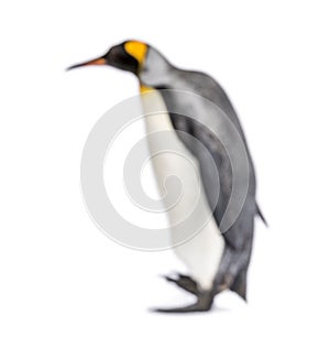 Blury walking King penguin photo