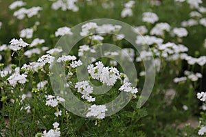 Blury white flower background photo