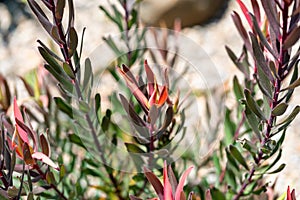 Blush of Dawn - Leucadendron