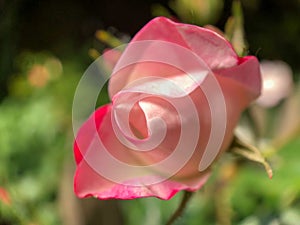 Blush Embrace: The Tender Unfurling of a Rose