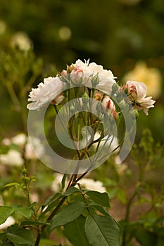 BLUSH Noisette climbing rose. Blush pink, Fragrance strong. rosa x noisettiana