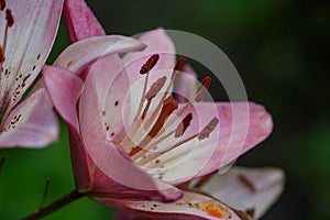Blush pink lily flower macro photo in summer day.