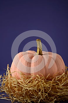 Blush pink pumpkins with gold stems on solid dark violet color background with copy space.