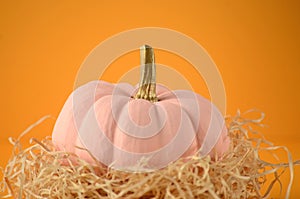 Blush pink pumpkins with gold stems on solid orange color background with copy space.