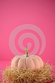 Blush pink pumpkins with gold stems on solid pink color background with copy space.