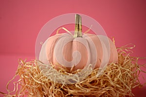 Blush pink pumpkins with gold stems on solid red color background with copy space.