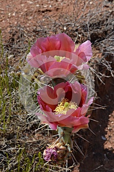 Blushing Beauties: Dusty Rose Opuntia Cactus Blooms, Tonopah, Arizona