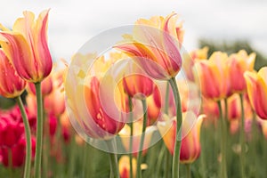Blushing Beauty Tulip Field Holland Michigan