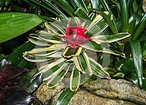 Blushing Bromeliad Neoregelia Carolinae Flower