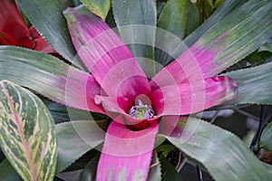 The blushing bromeliad Neoregelia carolinae grow at the glasshouse