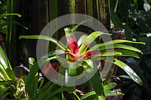 Blushing bromeliad neoregelia carolinae native to Brazil