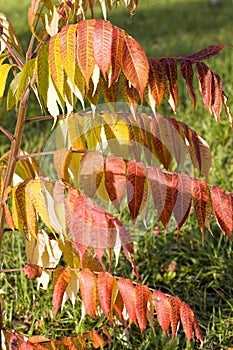 blushing foliage