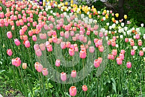 Blushing Lady Tulips at Windmill Island Tulip Garden