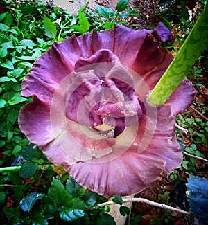 Blushing Petals: Captivating Pink Flowers in Full Bloom