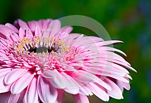 Blushing Radiance: A Delicate Light Pink Barbeton Daisy Aglow with Golden Dust