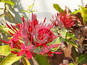 blushing red flowers blooming in the morning sun