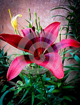 Blushing red lily flower
