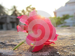 Blushing Red& x28;pink& x29; Rose with flashing sun