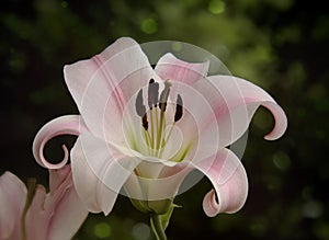 Blushing Soft Pink Lily Flower In Dappled Light