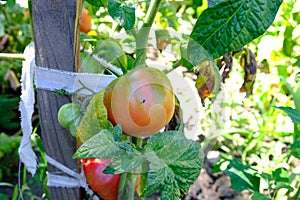 Blushing tomatoes in a farm garden ripen in the sun. Green vegetables grow from the ground.