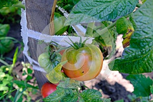 Blushing tomatoes in a farm garden ripen in the sun. Green vegetables grow from the ground.