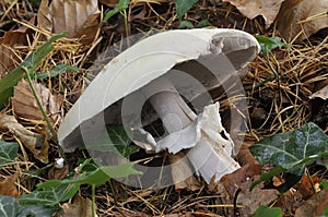 Blushing Wood Mushroom photo