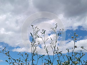 Blusky  with a  flower  plant