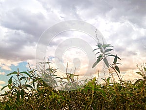 Cloudy sky with a beautyful a plant