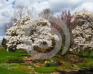 Blustery Spring