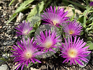 Blut Ice Plant Delosperma ashtonii, Harriet Margaret Louisa Bolus - The Carpet Weed Family or Familie der MittagsblumengewÃÂ¤chse photo