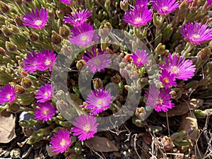 Blut Ice Plant Delosperma ashtonii, Harriet Margaret Louisa Bolus - The Carpet Weed Family or Familie der MittagsblumengewÃÂ¤chse photo