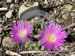 Blut Ice Plant Delosperma ashtonii, Harriet Margaret Louisa Bolus - The Carpet Weed Family or Familie der MittagsblumengewÃ¤chse