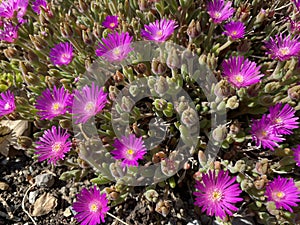 Blut Ice Plant Delosperma ashtonii, Harriet Margaret Louisa Bolus - The Carpet Weed Family or Familie der MittagsblumengewÃ¤chse