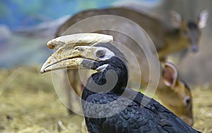 Blyth hornbill Rhyticeros plicatus, Papuan hornbill