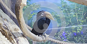 Blyth hornbill Rhyticeros plicatus, Papuan hornbill