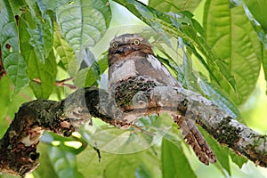 Blyth`s Frogmouth Batrachostomus affinis Male Birds in Nest