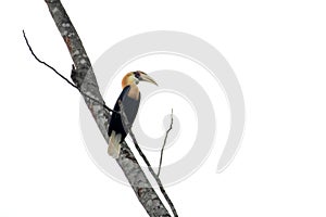 Blyth\'s hornbill or Rhyticeros plicatus, also known as the Papuan hornbill, observed in Waigeo in West Papua, Indonesia