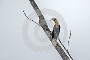 Blyth\'s hornbill or Rhyticeros plicatus, also known as the Papuan hornbill, observed in Waigeo in West Papua, Indonesia