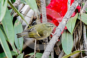 Blyth's leaf warbler Phylloscopus reguloides bird in the forest
