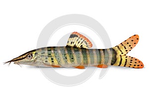 Blyth's loach catfish Syncrossus berdmorei blyth Botia berdmorei aquarium