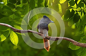 Blyth\'s Paradise-flycatcher standing on branch of tree