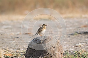 Blyth`s pipit Anthus godlewskii perching over a rock photo