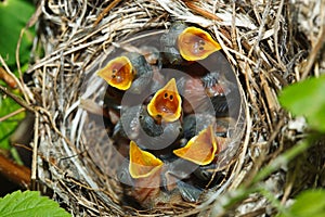 Blyth's Reed Warbler , Acrocephalus dumetorum